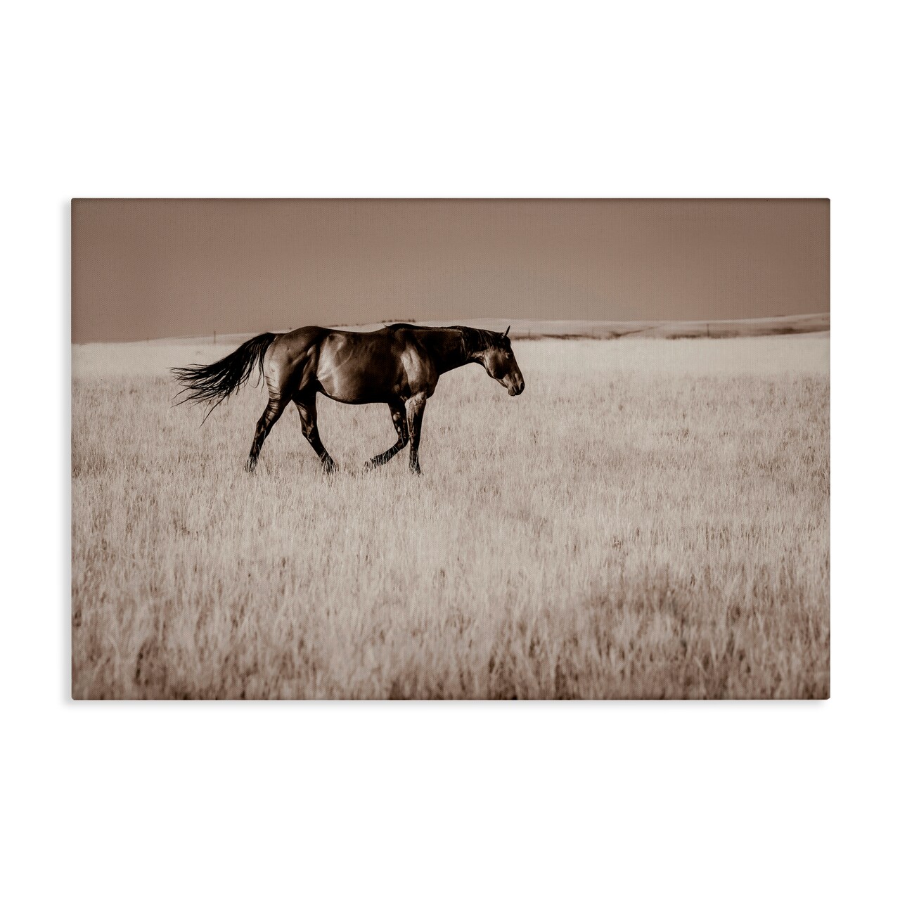 Stupell Industries Dashing Montana Stallion Canvas, design by Christy Berry